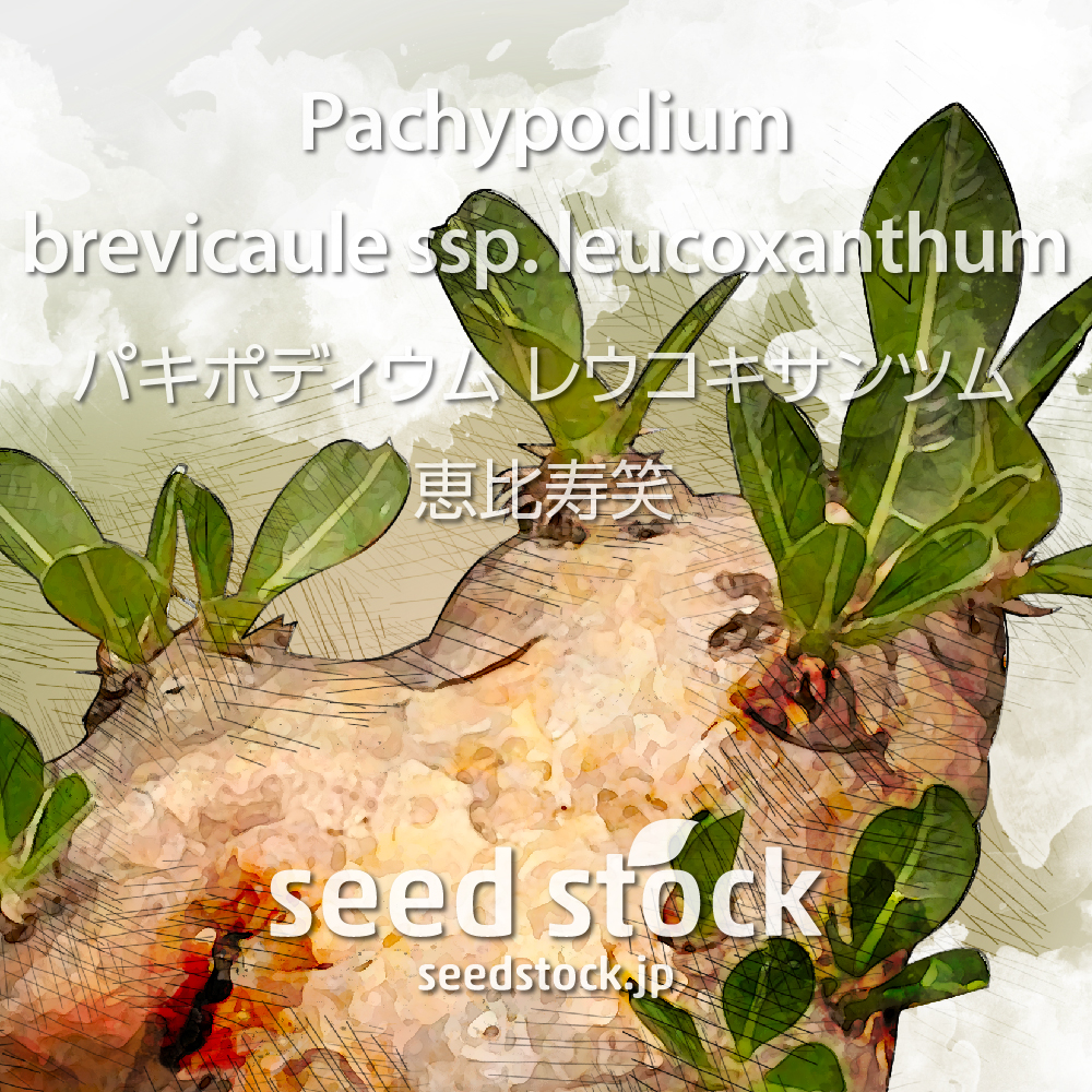 種子] パキポディウム レウコキサンツム 恵比寿笑 Pachypodium