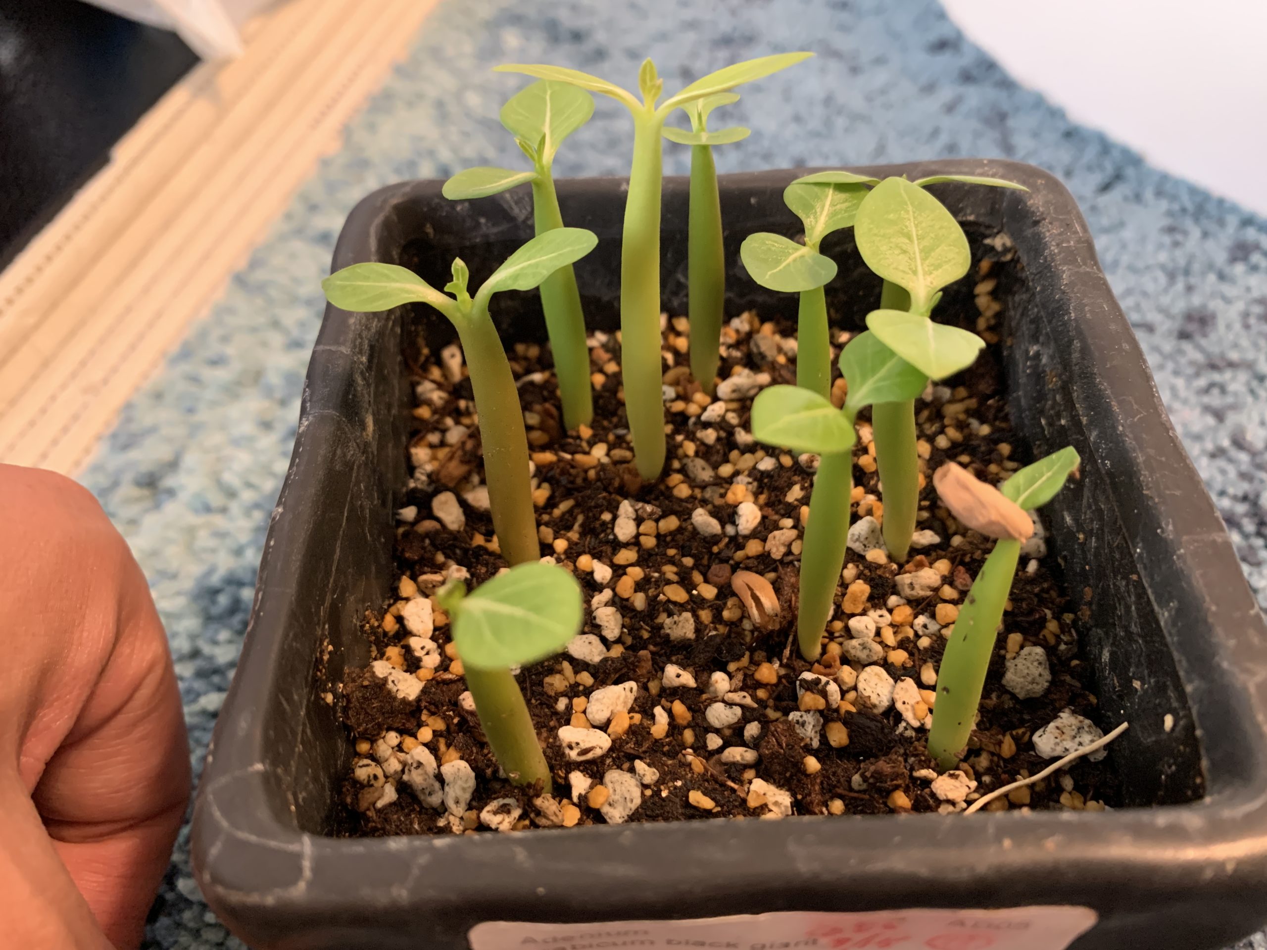 Adenium arabicum black giant - seedstock labo