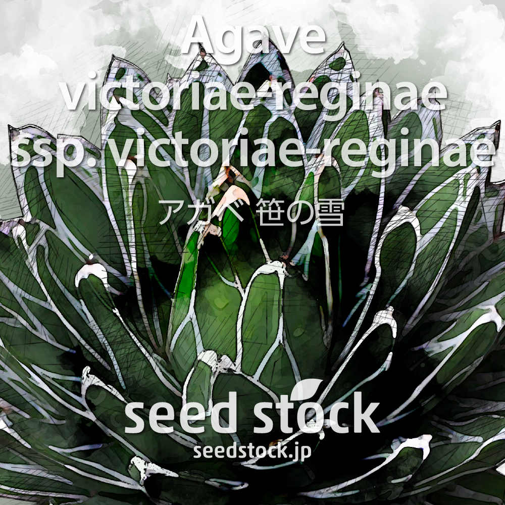 種子 Agave Victoriae Reginae Ssp Victoriae Reginae アガベ 笹の雪 Seedstock Labo