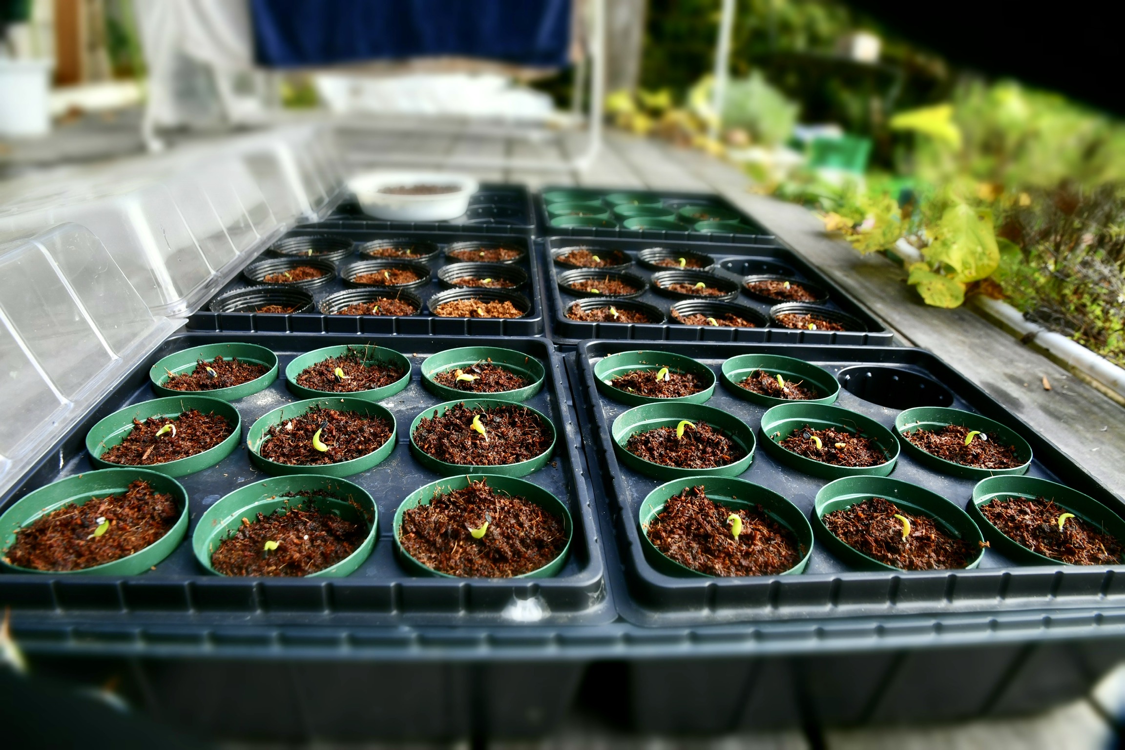 アガベ チタノタ ドワーフ 続編 Seedstock Labo