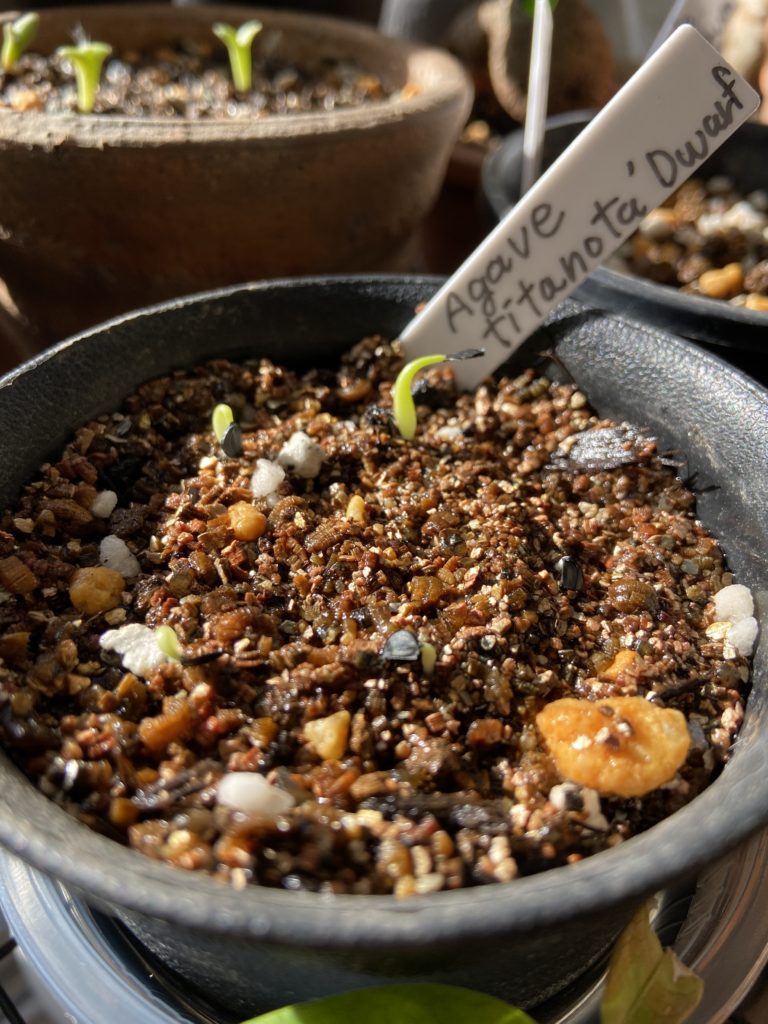 アガベ チタノタ ドワーフ Seedstock Labo