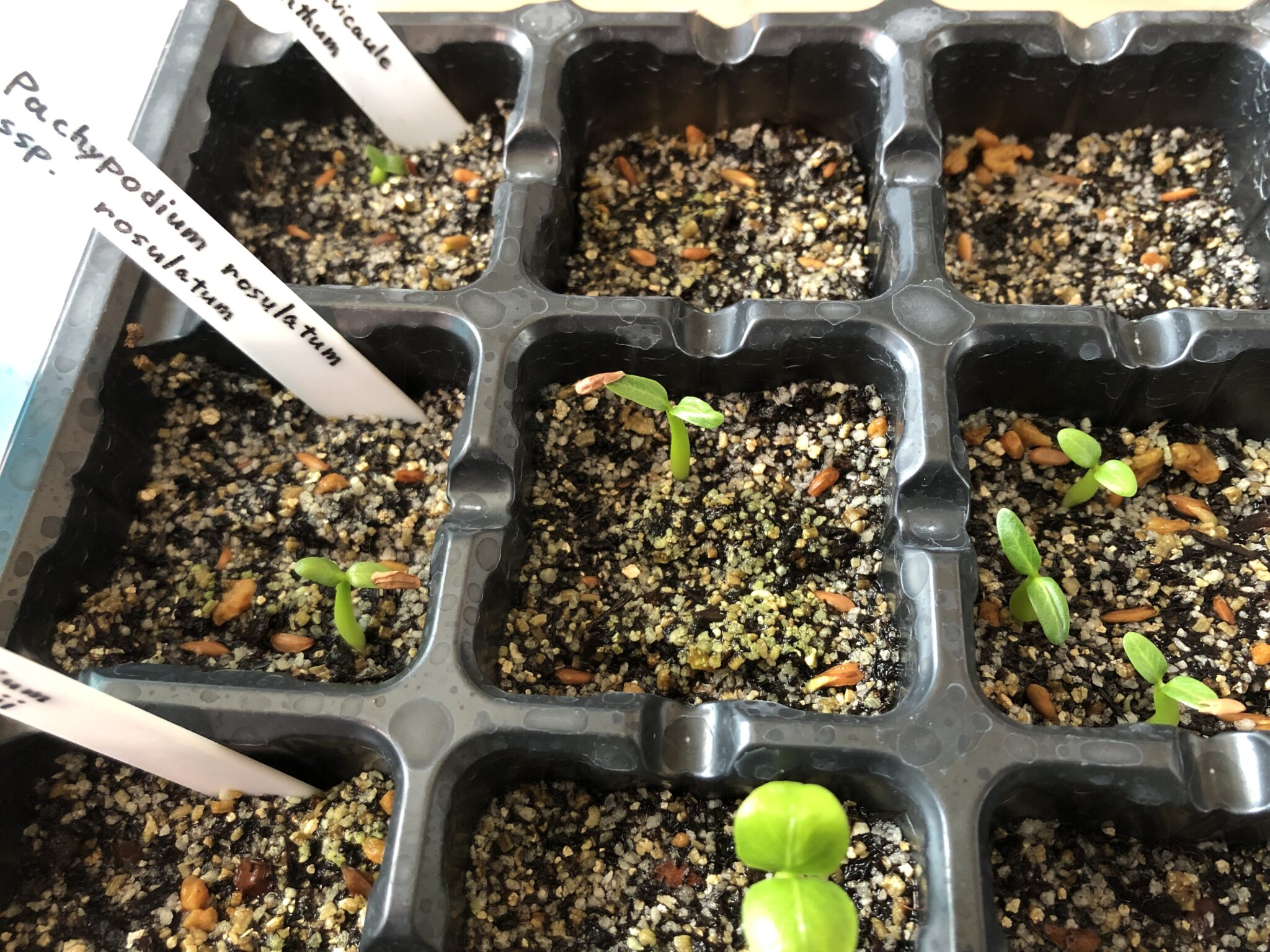 1948ポツポツ かゆい ドラッグ