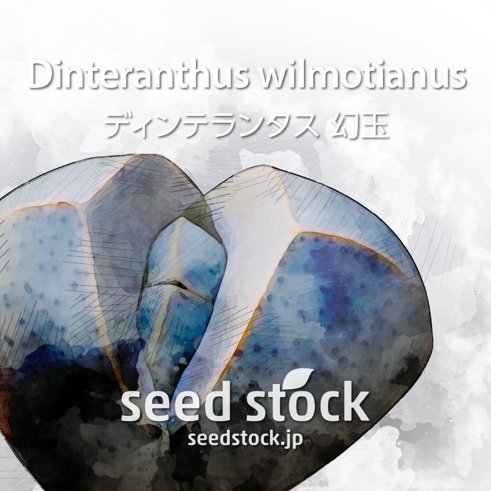 種子] Dinteranthus wilmotianus ディンテランタス 幻玉 - seedstock labo