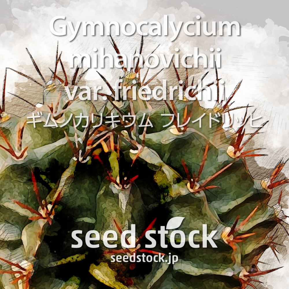 種子] Gymnocalycium mihanovichii var. friedrichii ギムノカリキウム フレイドリッヒ -  seedstock labo