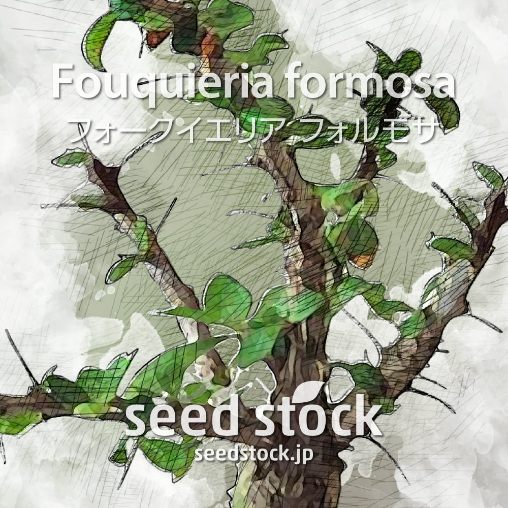 在庫限り フォークイエリア フォルモーサ Fouquieria formosa の種子 highart.com.eg