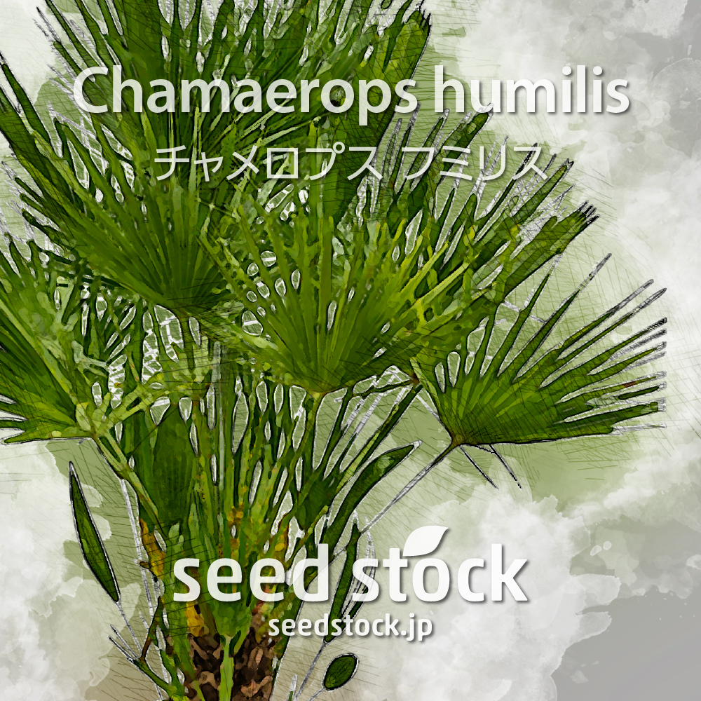 チャメロプス フミリス varボルケーノ - 植物/観葉植物